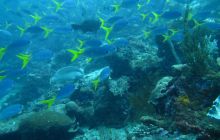 Zdjęcia z Papua - listopad 2012