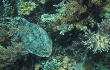 Zdjęcia z Papua - listopad 2012