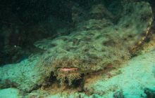 Zdjęcia z Papua - listopad 2012