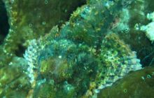 Zdjęcia z Papua - listopad 2012