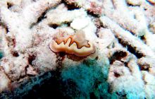 Zdjęcia z Papua - listopad 2012