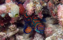 Zdjęcia z Papua - listopad 2012