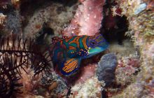 Zdjęcia z Papua - listopad 2012