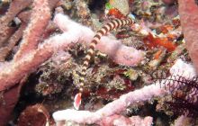 Zdjęcia z Papua - listopad 2012