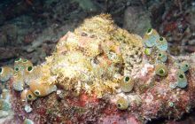 Zdjęcia z Papua - listopad 2012