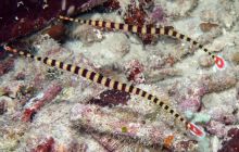 Zdjęcia z Papua - listopad 2012