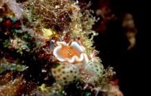 Zdjęcia z Papua - listopad 2012