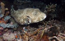 Zdjęcia z Papua - listopad 2012