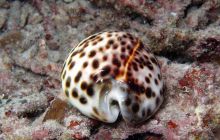 Zdjęcia z Papua - listopad 2012