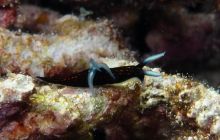 Zdjęcia z Papua - listopad 2012