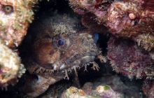 Zdjęcia z Papua - listopad 2012