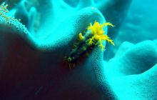 Zdjęcia z Papua - listopad 2012