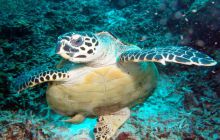 Zdjęcia z Papua - listopad 2012