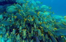 Zdjęcia z Papua - listopad 2012