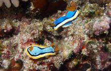 Zdjęcia z Papua - listopad 2012