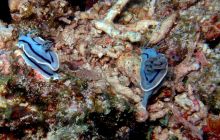 Zdjęcia z Papua - listopad 2012