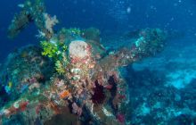 Zdjęcia z Papua - listopad 2012