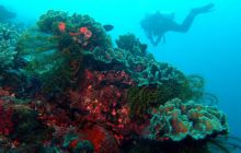 Zdjęcia z Papua - listopad 2012