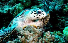 Zdjęcia z Papua - listopad 2012