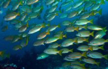 Zdjęcia z Papua - listopad 2012