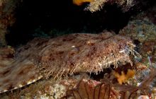 Zdjęcia z Papua - listopad 2012