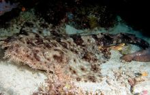 Zdjęcia z Papua - listopad 2012