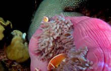 Zdjęcia z Papua - listopad 2012