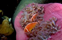 Zdjęcia z Papua - listopad 2012