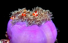 Zdjęcia z Papua - listopad 2012