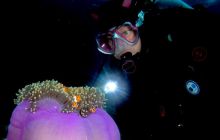 Zdjęcia z Papua - listopad 2012