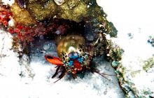 Zdjęcia z Papua - listopad 2012