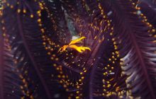 Zdjęcia z Papua - listopad 2012