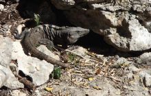 Zdjęcia ze styczniowego wyjazdu Meksyk i Belize 