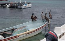 Zdjęcia ze styczniowego wyjazdu Meksyk i Belize 