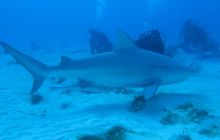 Zdjęcia ze styczniowego wyjazdu Meksyk i Belize 