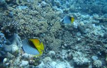 Zdjęcia z wyjazdu Dahab - marzec2013