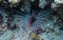 Zdjęcia z wyjazdu Dahab - marzec2013