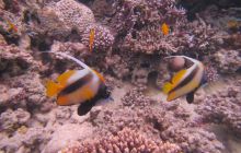 Zdjęcia z wyjazdu Dahab - marzec2013