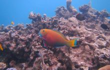 Zdjęcia z wyjazdu Dahab - marzec2013