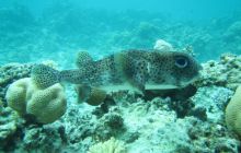 Zdjęcia z wyjazdu Dahab - marzec2013