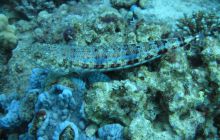 Zdjęcia z wyjazdu Dahab - marzec2013