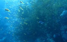 Zdjęcia z wyjazdu Dahab - marzec2013