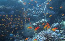 Zdjęcia z wyjazdu Dahab - marzec2013