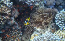 Zdjęcia z wyjazdu Dahab - marzec2013