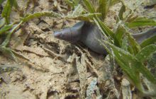 Zdjęcia z wyjazdu Dahab - marzec2013