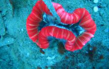 Zdjęcia z wyjazdu Dahab - marzec2013