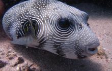 Zdjęcia z wyjazdu Dahab - marzec2013