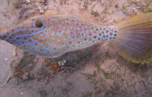 Zdjęcia z wyjazdu Dahab - marzec2013