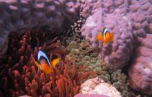 Zdjęcia z wyjazdu Dahab - marzec2013