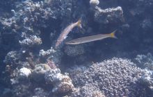 Zdjęcia z wyjazdu Dahab - marzec2013